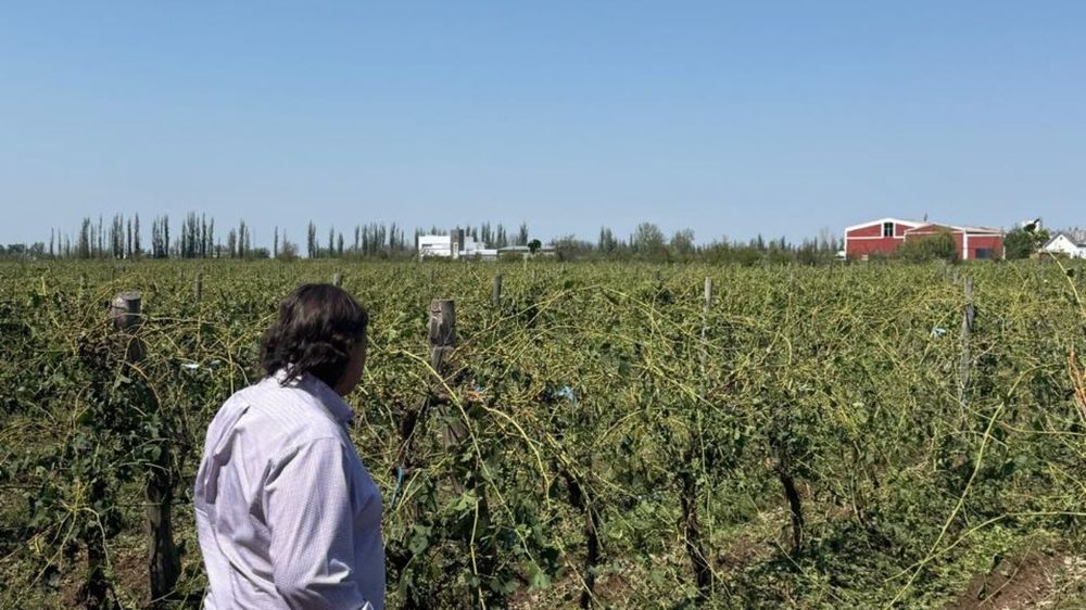 Ministerio de Producción recorrieron las zonas afectadas por la tormenta en San Rafael.