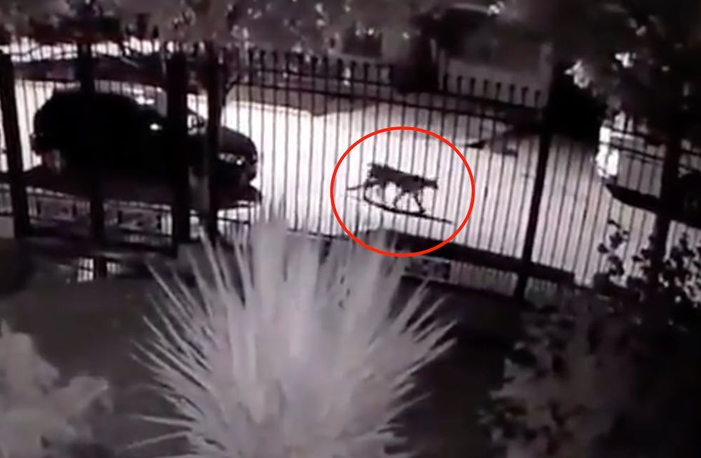Una cámara de seguridad de una casa en Tupungato captó a un puma suelto por las calles del barrio.