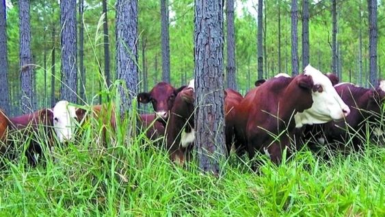 Cómo combinar ganadería y silvicultura para ser sustentables y eficientes