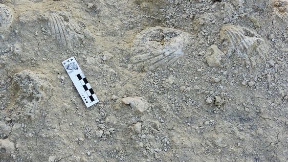 Discinisca messii y Discinisca porvenir son las dos primeras especies de la familia Discinidae reportadas para el Cenozoico patagónico. Foto: Gentileza Conicet