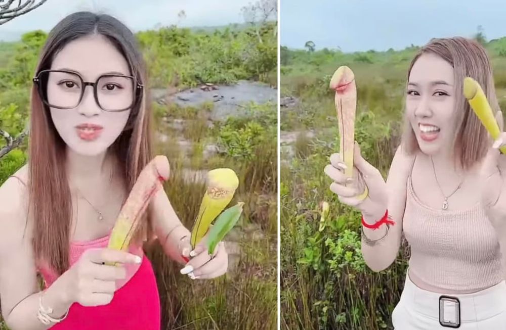 Mujeres arrancaron unas plantas por su forma fálica para burlarse y generaron polémica: es una especie en peligro de extinción