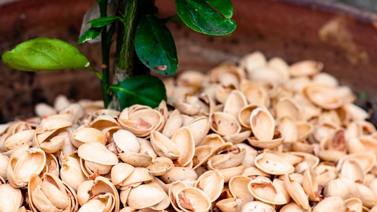 Evite los fertilizantes en las plantas y utilice la cáscara de un fruto: son un beneficio durante todo el año