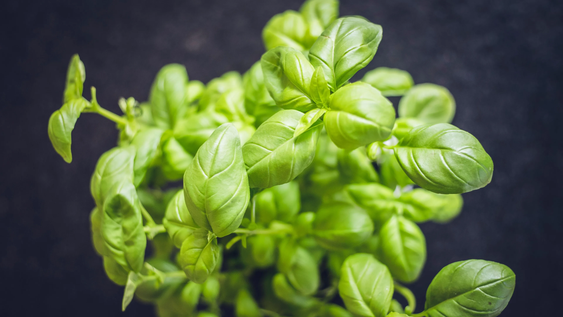 no es la citronela: la planta que crece en maceta, soporta el sol y ahuyenta mosquitos
