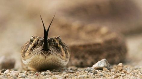 Se negó a vender combustible y en venganza le dejaron una enorme serpiente en el despacho