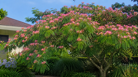 Así luce el árbol de seda en los jardines.&nbsp;