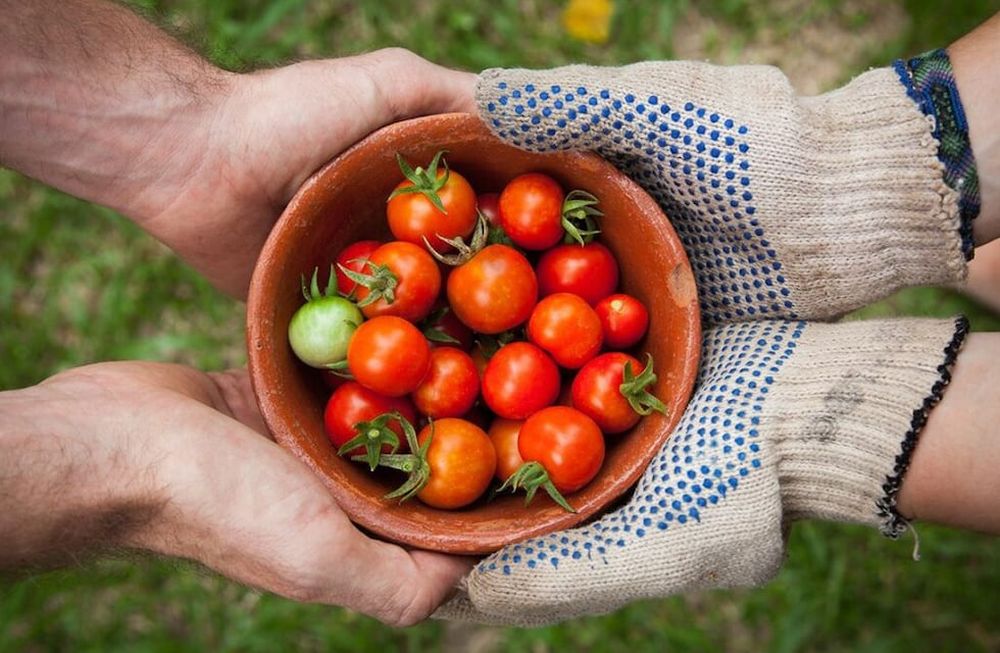 Paso a paso cómo plantar tomates en botellas de plástico colgantes