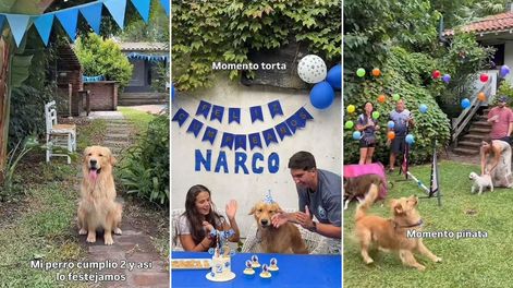 El festejo de cumpleaños de Narco, un Golden muy malcriado, generó ternura en redes.&nbsp;
