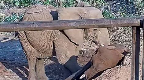 Kenya, desconsolada ante la muerte de su compañera Pupy en el santuario de elefantes de Brasil