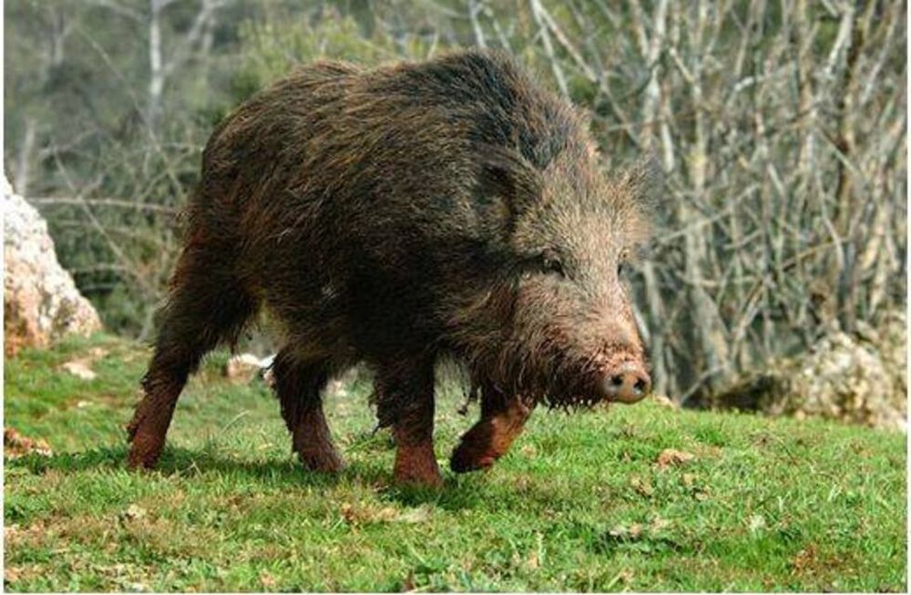 Un hombre murió tras ser atacado por un jabalí cuando intentaba cazarlo: recomendaciones, seguridad y qué permite la ley