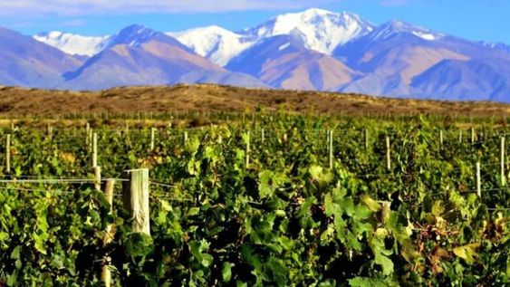 Con una tasa de crecimiento anual cercana al 13%, la producción orgánica en Mendoza tiene un futuro prometedor