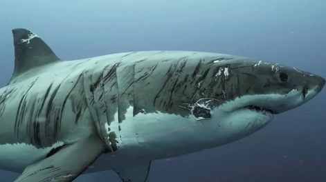 Fotografiaron a un tiburón lleno de cicatrices producto de peleas a lo largo de su vida.