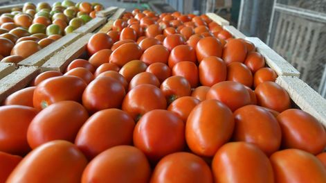 Producción de tomates. Foto: Daniel Caballero / Los Andes