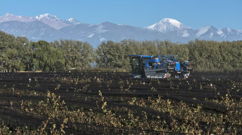 Créditos para el sector vitivinícola del BNA: qué se puede financiar