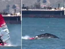 Un windsurfista chocó contra una ballena gris que emergió del agua Un windsurfista chocó contra una ballena gris que emergió del agua