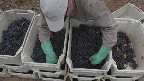 Crisis vitivinícolas recurrentes - Por Omar Félix