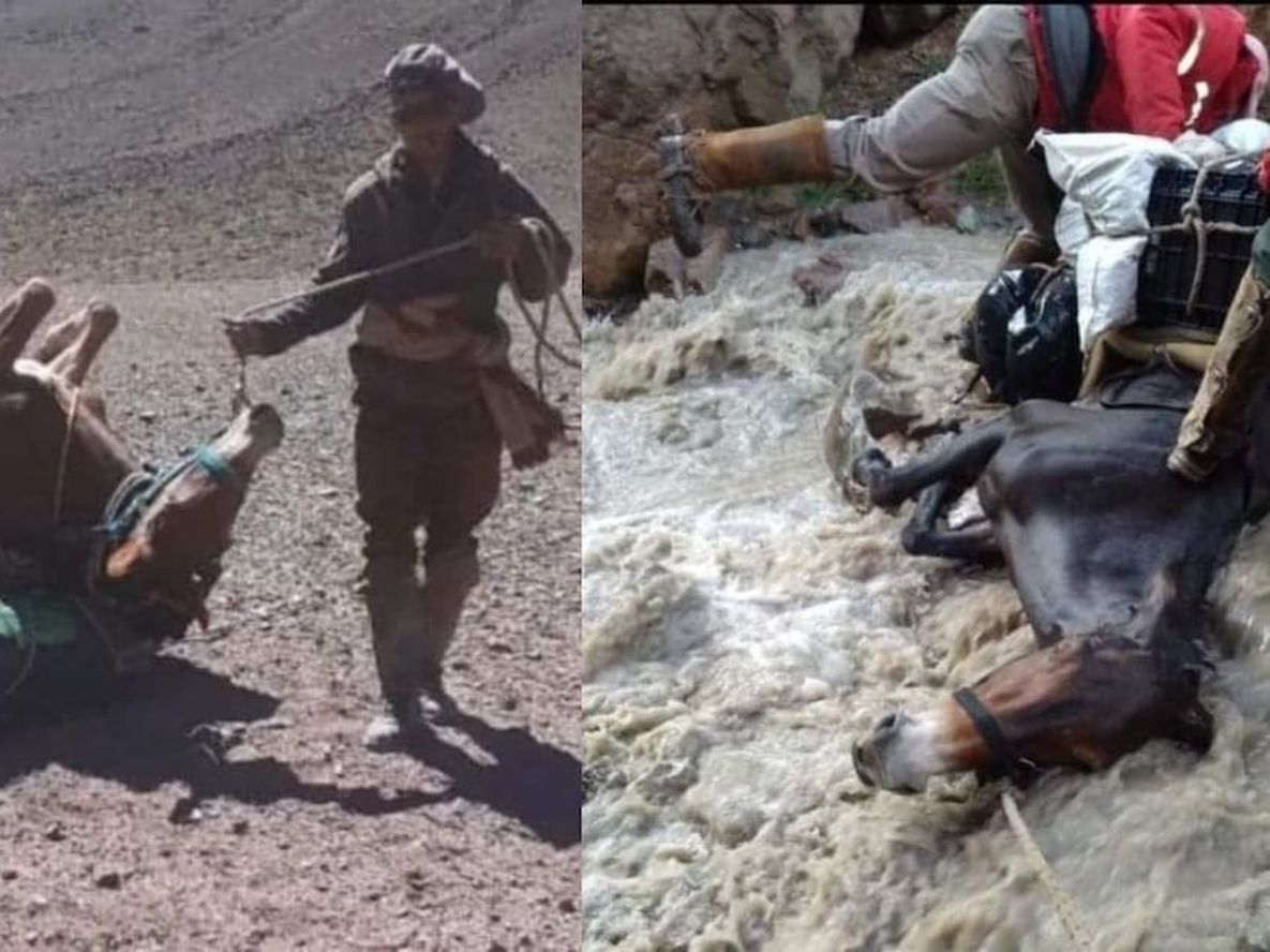 Denuncian maltrato animal hacia las mulas de carga en el Aconcagua.