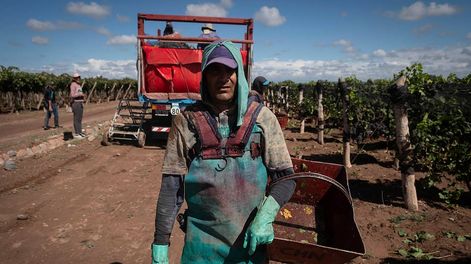 Cada 1 de febrero se celebra el Día del Trabajador Vitivinícola. - Ignacio Blanco / Los AndesCosecha, San Roque - MaipuVarietal Merlot Cosechador Jorge AredesFoto: Ignacio Blanco / Los Andes