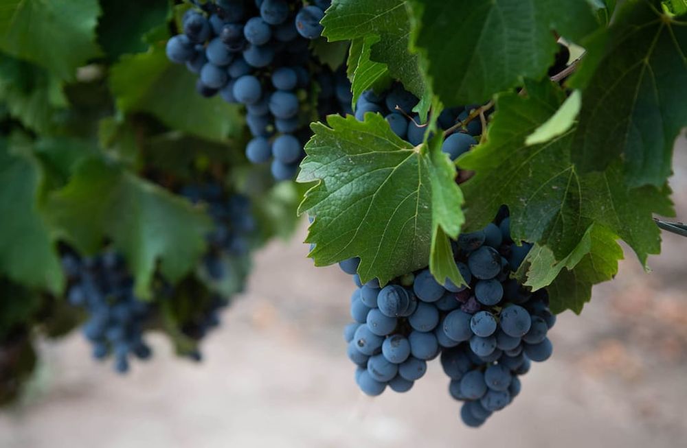 “Hoy tenemos un consumidor explorador”. Así describió Susana Balbo al nuevo estilo de demanda que surge desde los mercados que, tan ávidamente, recorre durante todo el año. / Foto: Ignacio Blanco / Los Andes