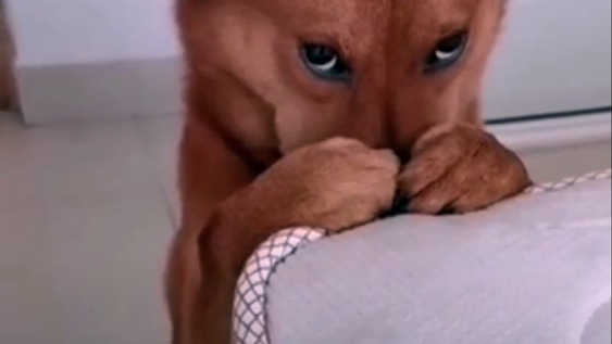 &nbsp;3 razas de perros que generan los olores más fuertes.