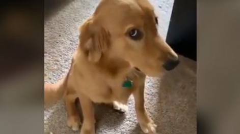 5 razas de perros que se tiran más gases