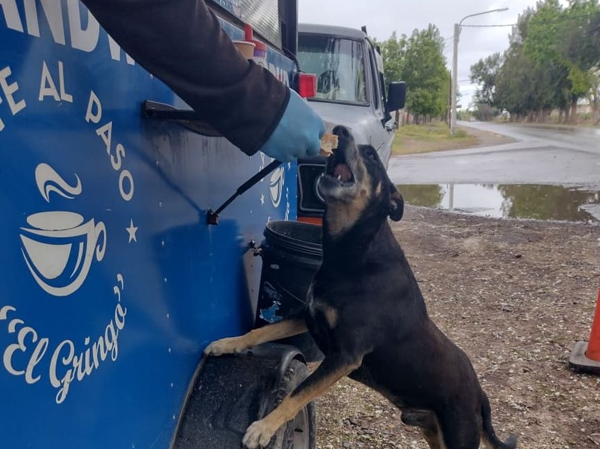 El Negro, el perro que vive desde hace cuatro años junto a un puesto de venta de café y tortitas, en Junín.