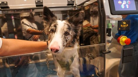 Mascotas: hay un aumento de consultas por problemas en la piel de perros citadinos. La ozonoterapia está revolucionando el tratamiento de hongos, bacterias y virus en medicina veterinaria. Foto: Lavakan&nbsp;