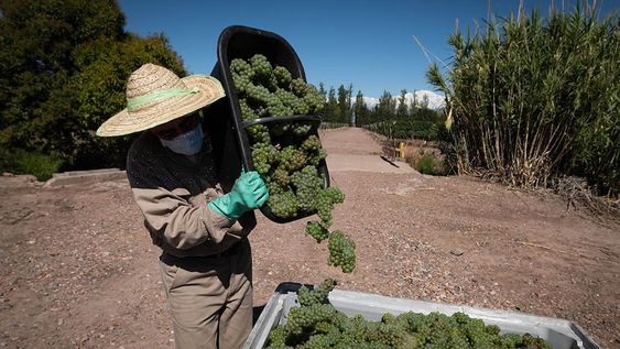 “No hay mucha uva. Se van a llevar una sorpresa”, comentó el titular de la Asociación de Viñateros de Mendoza. Foto: Ignacio Blanco / Los Andes