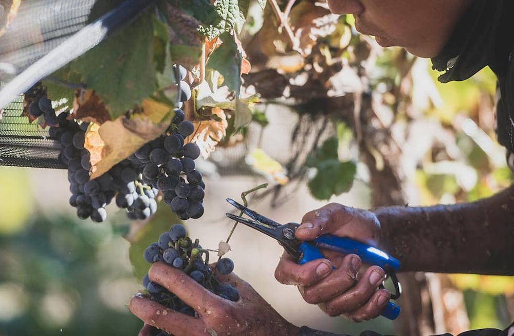 Como cada 17 de abril, Argentina celebra el Día Mundial del Malbec. - Foto: Ignacio Blanco / Los Andes