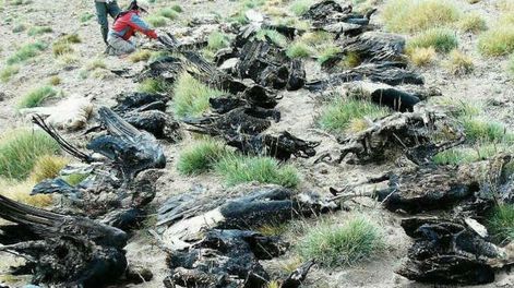 Los Andes | A 5 años de la matanza de 34 cóndores en Malargüe, estrenan una película sobre la tragedia. Foto: Facebook Programa Conservación Cóndor Andino