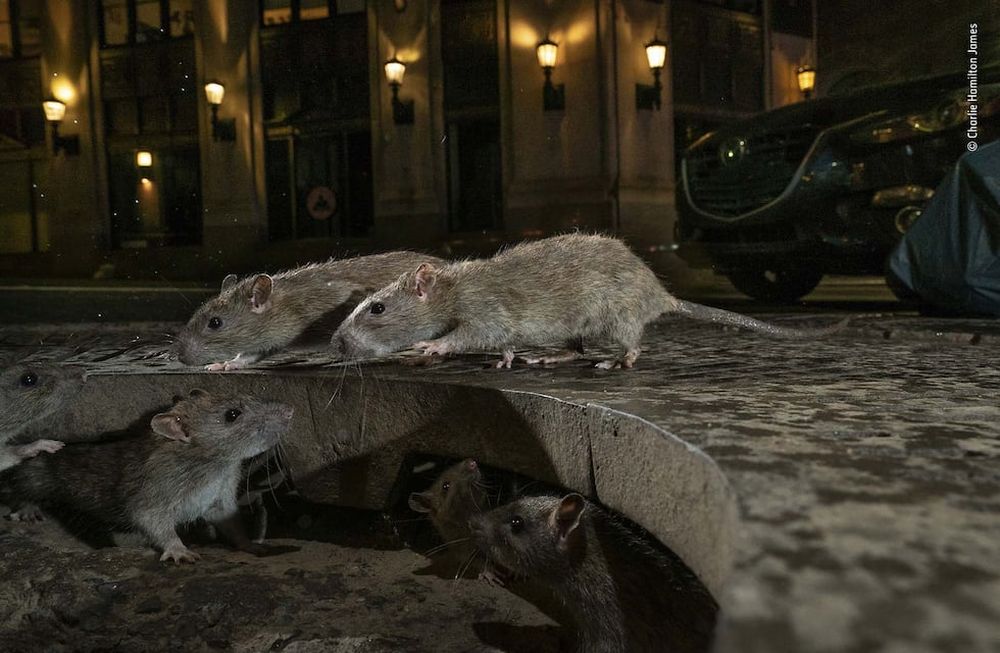 Rats on sidewalk. Pearl St, New York