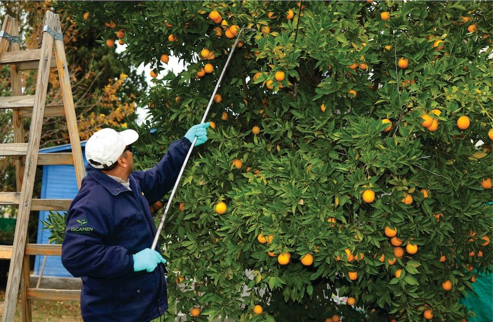 El Iscamen realiza tratamiento gratuito para cítricos domiciliarios