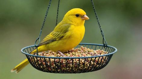 Estas aves suelen alimentarse en momentos en que el ambiente del jardín se siente seguro.