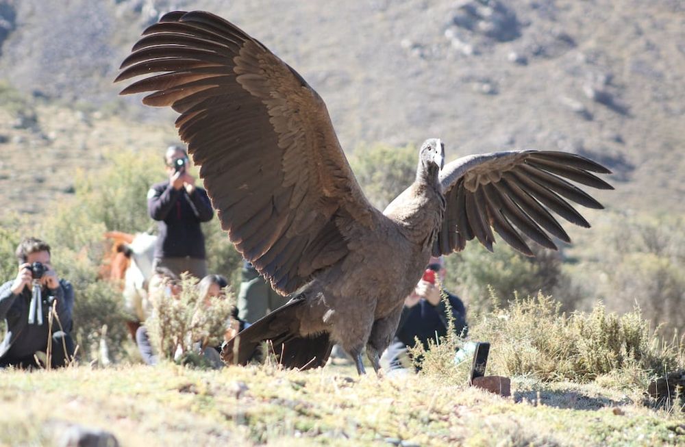 Impactantes fotos: así fue la emotiva liberación del cóndor Tupun Catu en el Cordón del Plata. Foto: Gentileza: Martín García (Departamento de Fauna Silvestre de Mendoza).