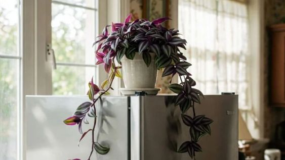 Para el Feng Shui, su presencia en la cocina tiene un propósito muy concreto vinculado a energías positivas.