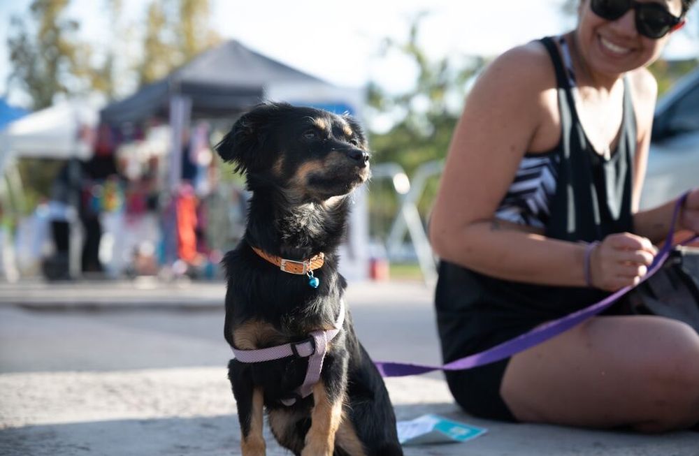 Durante octubre continuarán los servicios gratuitos de Salud Animal
