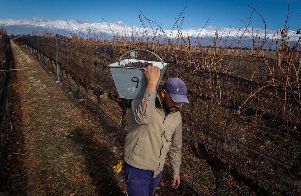 Varias bodegas y viñedos reconocidos por su alta calidad enológica se ubican en el departamento tunuyanino y aportan tanto mano de obra como alto valor agregado. / Foto: Ignacio Blanco / Los Andes