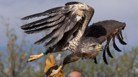 Los Andes | Fotos y video: así fue la emotiva liberación del águila rescatada al borde de la muerte hace un año. Foto: Gentileza Dirección de Recursos Naturales Renovables de Mendoza.