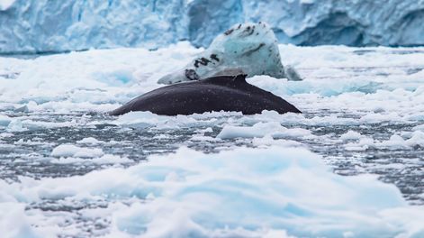 Los Andes | Fotógrafos logran capturar las primeras imágenes de una esquiva especie marina