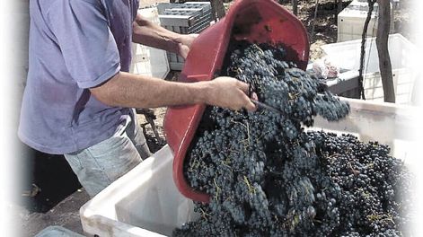 Yo diversifico, tú diversificas,  él importa vino y no diversifica - Por Ricardo Mansur