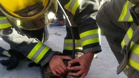 Los Andes | Un grupo de Bomberos de Godoy Cruz extinguió un incendio y rescató a dos gatos y un perro que habían quedado atrapados entre las llamas. Los reanimaron con oxígeno y los derivaron a una veterinaria.