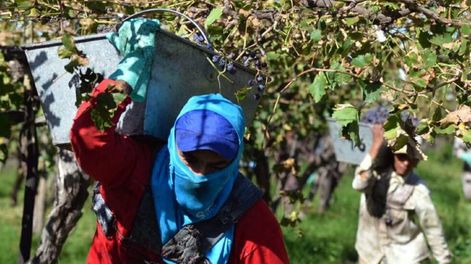 Carga impositiva en vitivinicultura llega al 51%