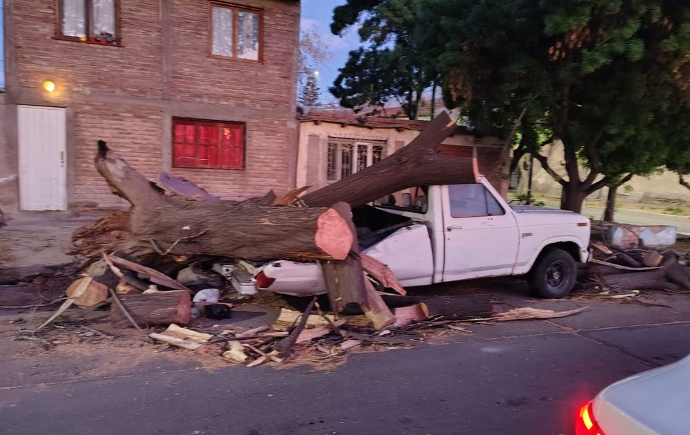 Un árbol cayó sobre una camioneta en Doctor Moreno y Perón (Las Heras), sin heridos