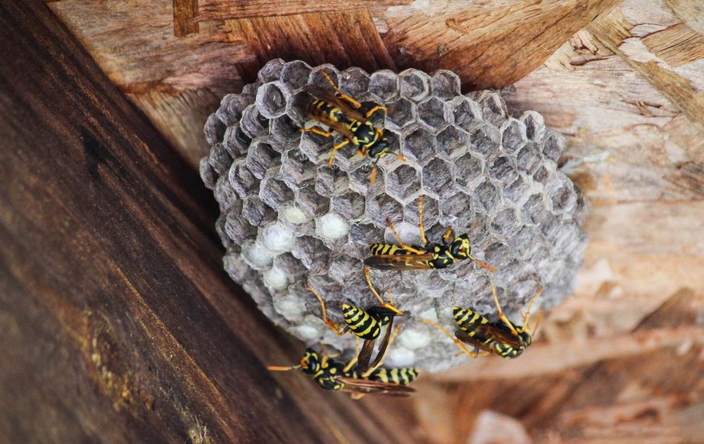 Este aroma natural las avispas no lo soportan y eso puede mantenerlas alejadas sin usar químicos ni dañar el ambiente cercano a casa.