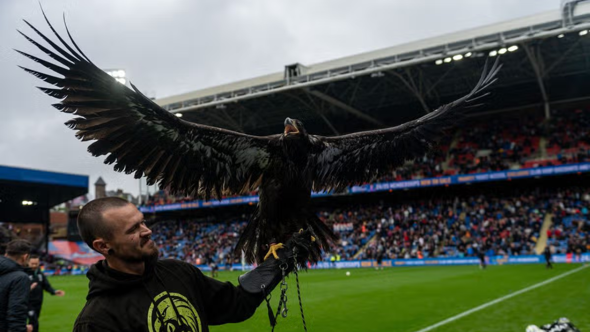 PETA urges Crystal Palace to retire live eagle mascot Phoenix