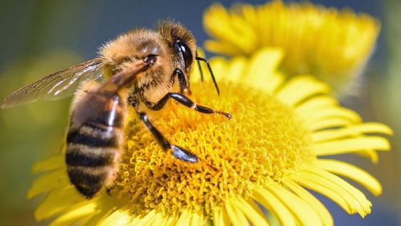 La Provincia cuenta con 518 productores y 110.012 colmenas distribuidas, mayormente, en los Departamentos que conforman los oasis Sur y Norte mendocino