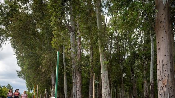 El bosque, de más de 100 años, comienza en calle Yrigoyen, “la variante”, y se extiende hasta el carril Maza. Mejoraron el sistema de riego e iluminación del paseo. Foto: Ignacio Blanco / Los Andes