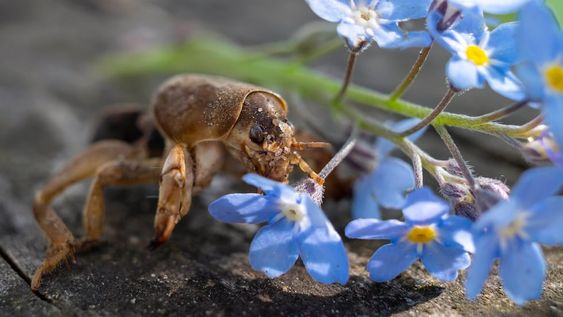 Con un poco de paciencia e ingenio, podemos armar unas efectivas trampas ecológicas que eliminarán todos los huevos y larvas de grillo topo que anidan en nuestro jardín.