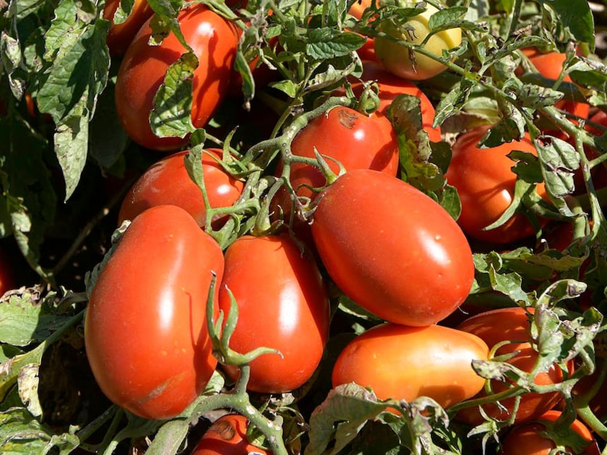 Para invertir en tomate el análisis del IDR contempla una inversión en una chacra de 20 hectáreas en Tunuyán. Foto: Orlando Pelichotti / Los Andes