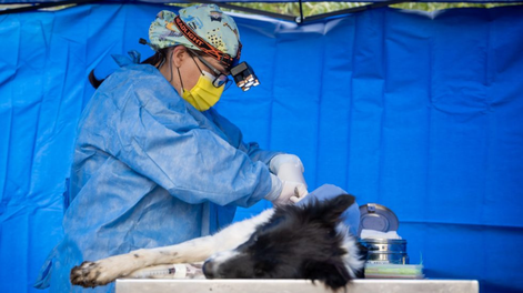 Se realizaron esterilizaciones a animales domésticos para mantener un equilibrio poblacional y evitar que se alteren los ecosistemas.
