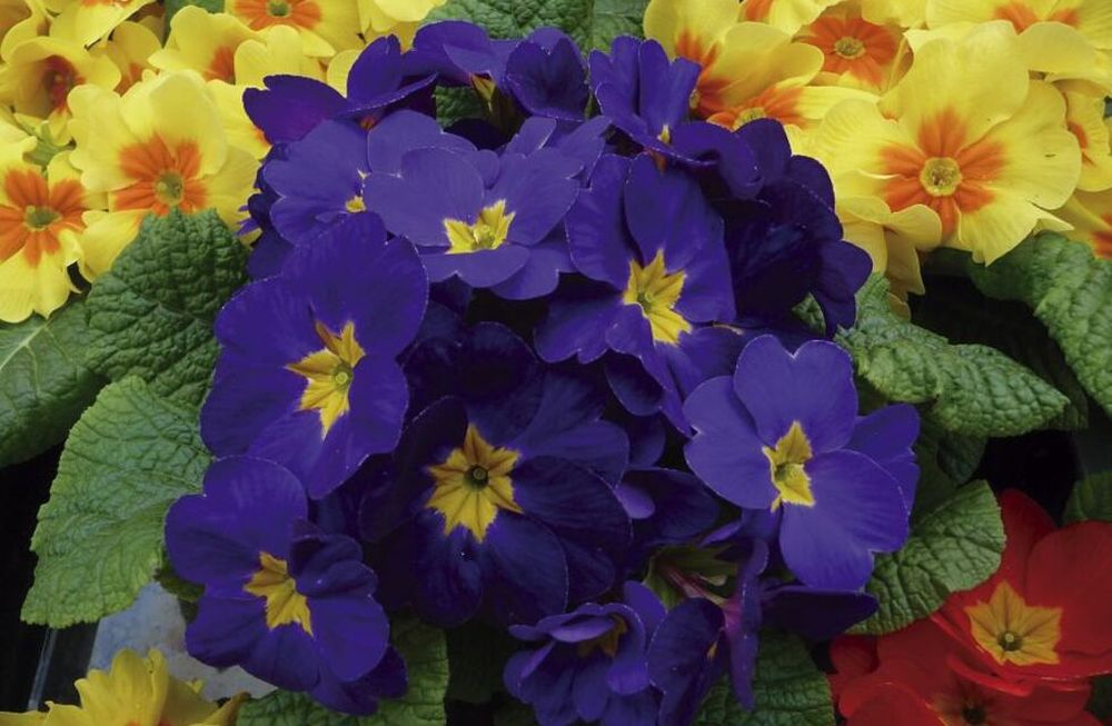 Flores de otoño